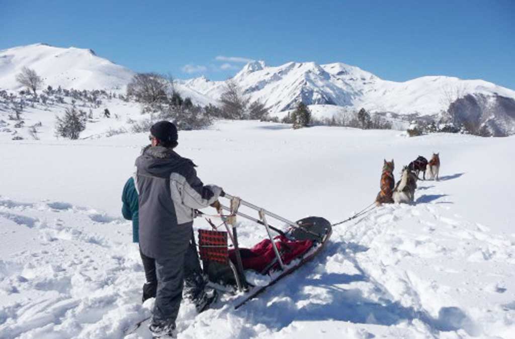 chiens de traineaux hautes pyrenees